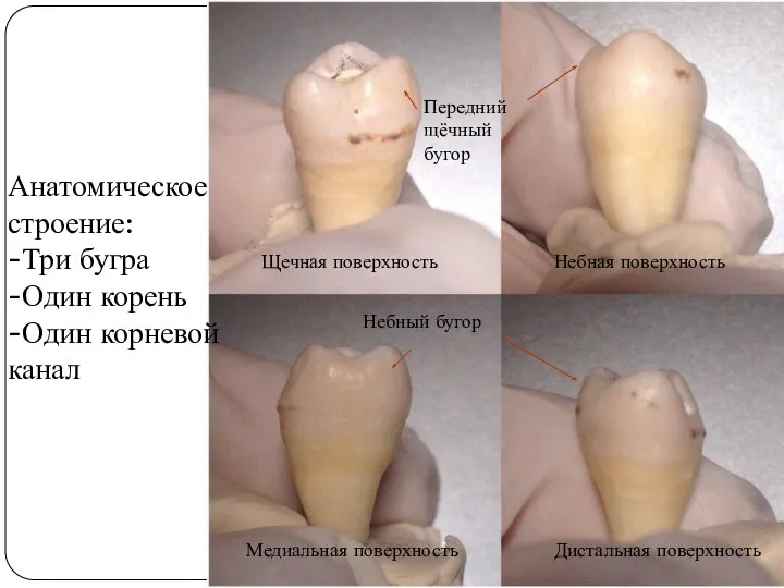 Анатомическое строение: -Три бугра -Один корень -Один корневой канал Щечная поверхность Передний
