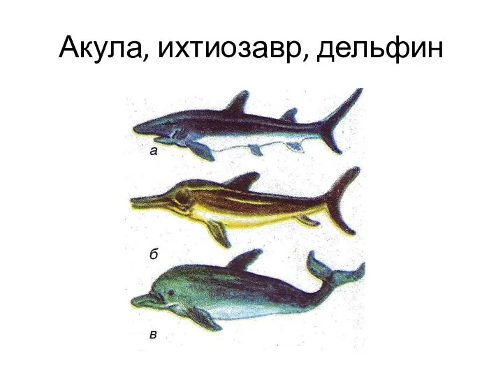 Акула, ихтиозавр, дельфин