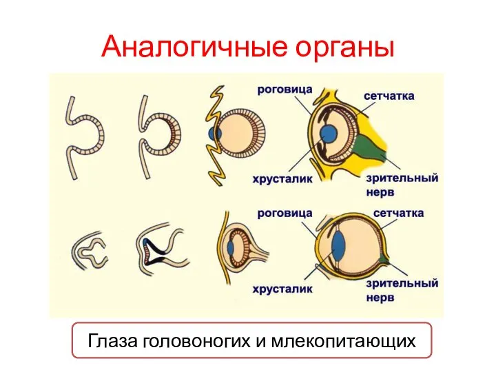 Аналогичные органы Глаза головоногих и млекопитающих