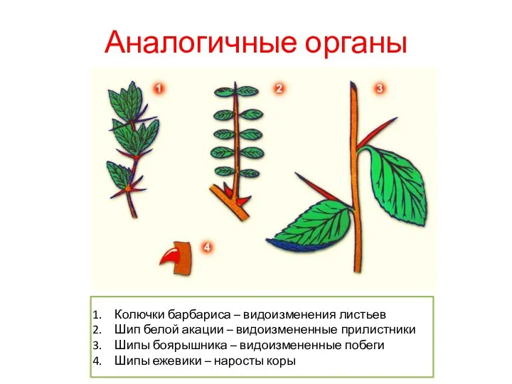 Аналогичные органы Колючки барбариса – видоизменения листьев Шип белой акации – видоизмененные