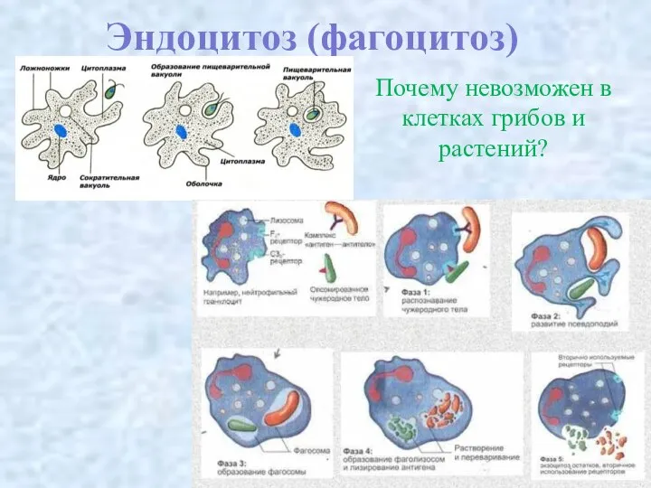 Эндоцитоз (фагоцитоз) Почему невозможен в клетках грибов и растений?