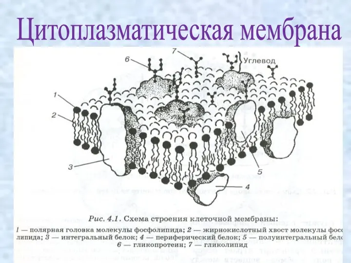 Цитоплазматическая мембрана