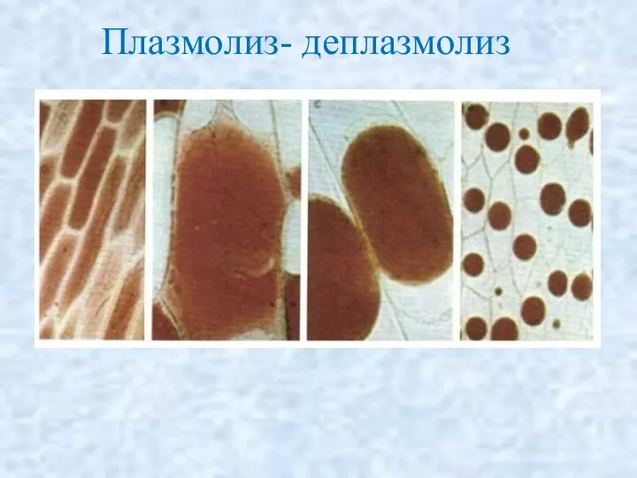 Плазмолиз- деплазмолиз