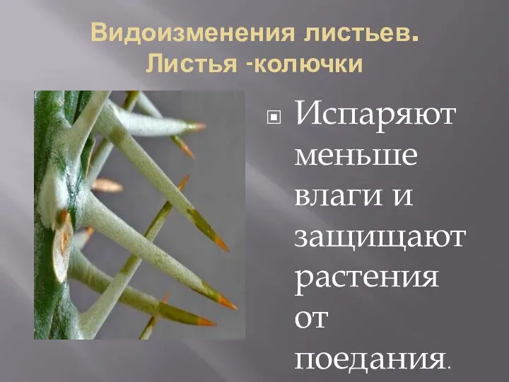 Видоизменения листьев. Листья -колючки Испаряют меньше влаги и защищают растения от поедания.