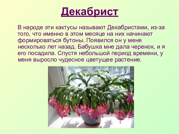 Декабрист В народе эти кактусы называют Декабристами, из-за того, что именно в