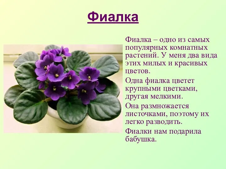 Фиалка Фиалка – одно из самых популярных комнатных растений. У меня два