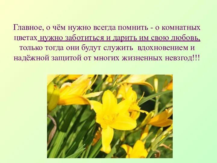 Главное, о чём нужно всегда помнить - о комнатных цветах нужно заботиться