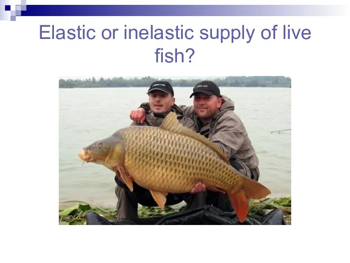 Elastic or inelastic supply of live fish?
