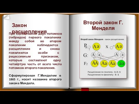 Второй закон Г.Менделя Закон расщепления При скрещивании двух потомков (гибридов) первого поколения