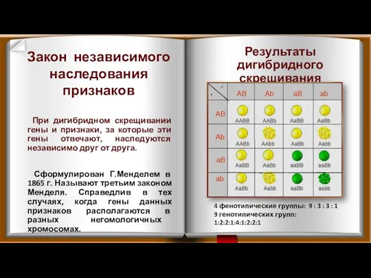 Результаты дигибридного скрещивания При дигибридном скрещивании гены и признаки, за которые эти