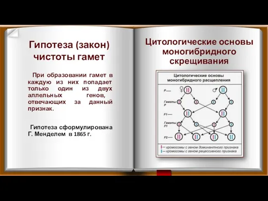 При образовании гамет в каждую из них попадает только один из двух