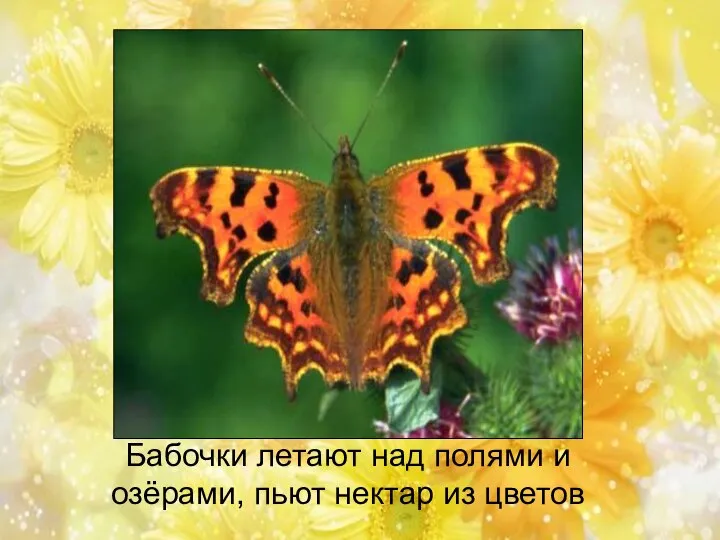 Бабочки летают над полями и озёрами, пьют нектар из цветов
