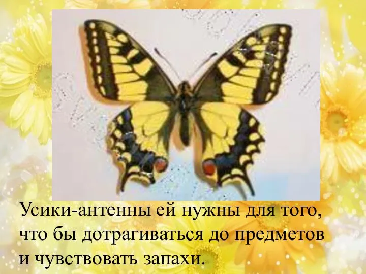 Усики-антенны ей нужны для того, что бы дотрагиваться до предметов и чувствовать запахи.