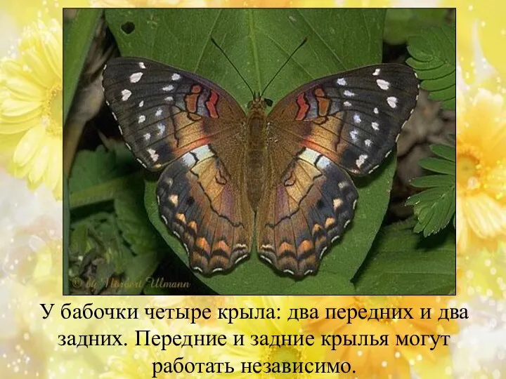 У бабочки четыре крыла: два передних и два задних. Передние и задние крылья могут работать независимо.