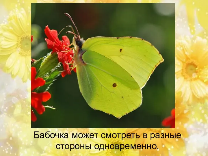 Бабочка может смотреть в разные стороны одновременно.