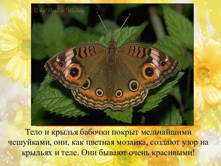 Тело и крылья бабочки покрыт мельчайшими чешуйками, они, как цветная мозаика, создают