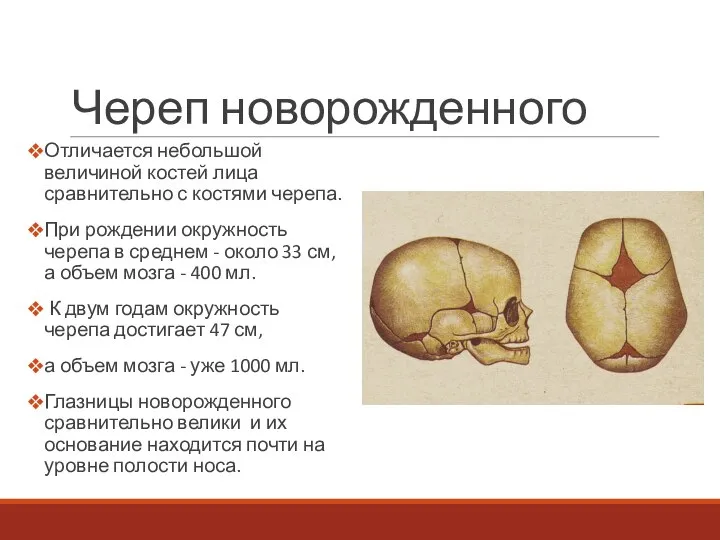 Череп новорожденного Отличается небольшой величиной костей лица сравнительно с костями черепа. При