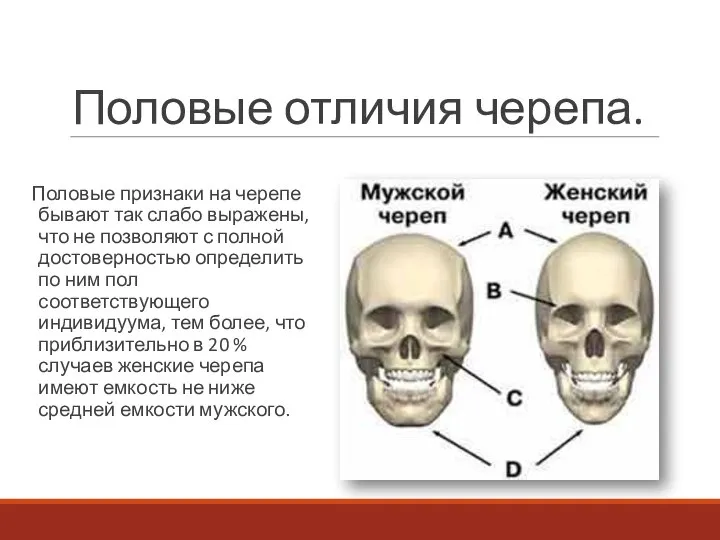 Половые отличия черепа. Половые признаки на черепе бывают так слабо выражены, что