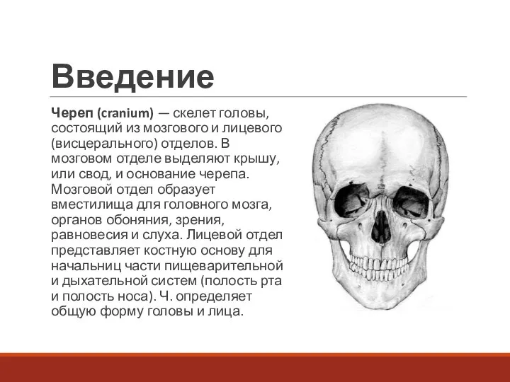 Введение Череп (cranium) — скелет головы, состоящий из мозгового и лицевого (висцерального)