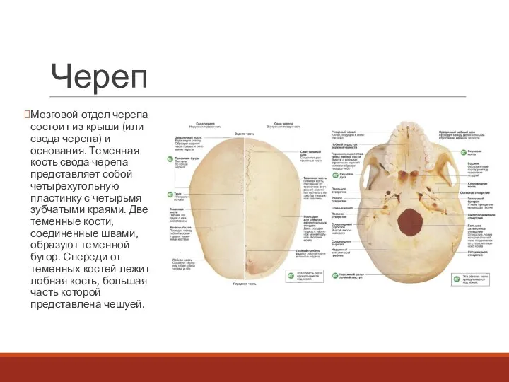 Череп Мозговой отдел черепа состоит из крыши (или свода черепа) и основания.