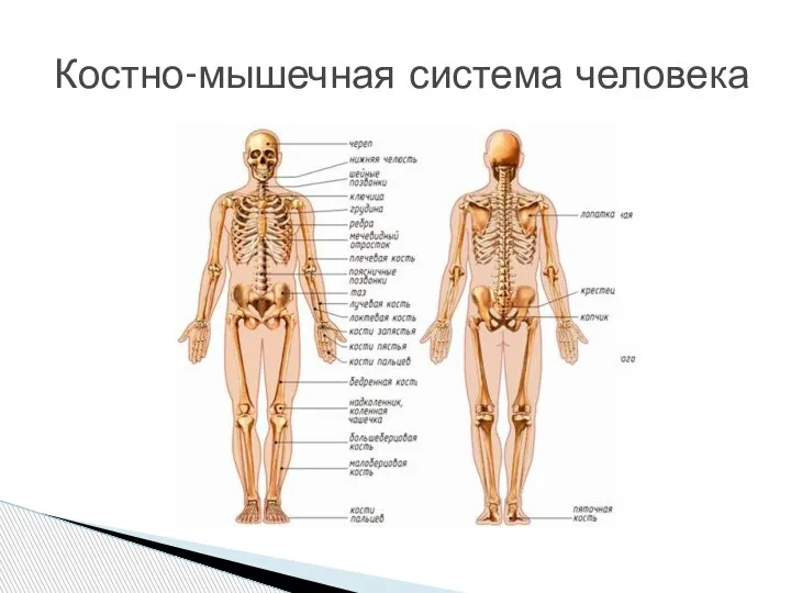 Костно-мышечная система человека