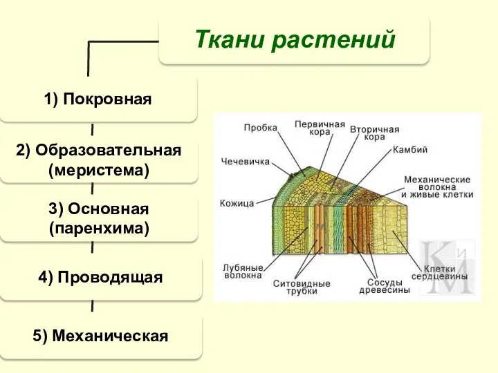 Ткани растений 1) Покровная 2) Образовательная (меристема) 3) Основная (паренхима) 4) Проводящая 5) Механическая