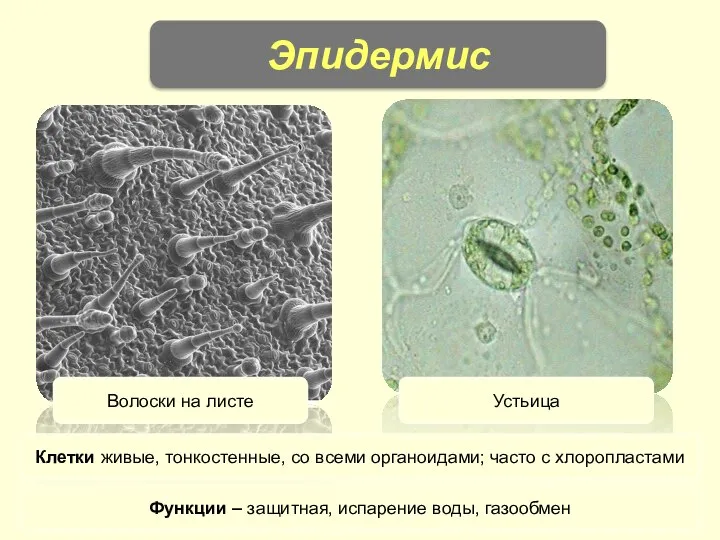 Эпидермис Волоски на листе Устьица Клетки живые, тонкостенные, со всеми органоидами; часто