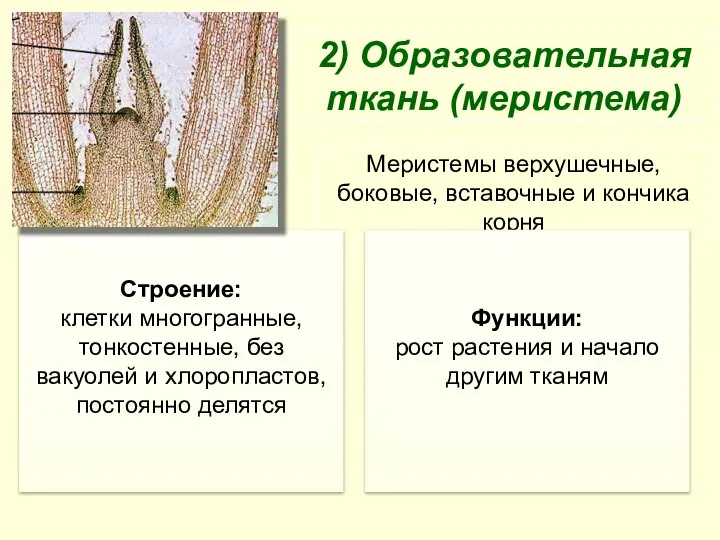 2) Образовательная ткань (меристема) Меристемы верхушечные, боковые, вставочные и кончика корня Строение: