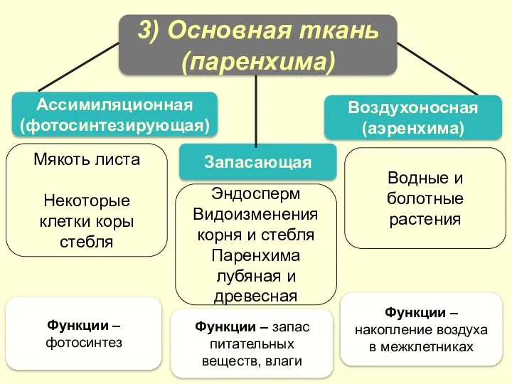 Водные и болотные растения Эндосперм Видоизменения корня и стебля Паренхима лубяная и