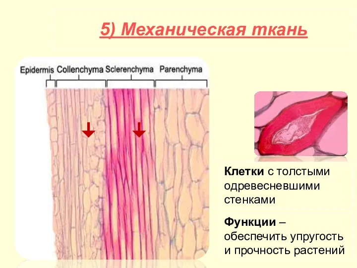 5) Механическая ткань Клетки с толстыми одревесневшими стенками Функции – обеспечить упругость и прочность растений