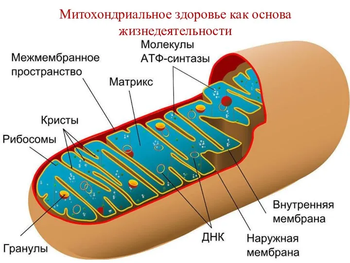 Митохондриальное здоровье как основа жизнедеятельности