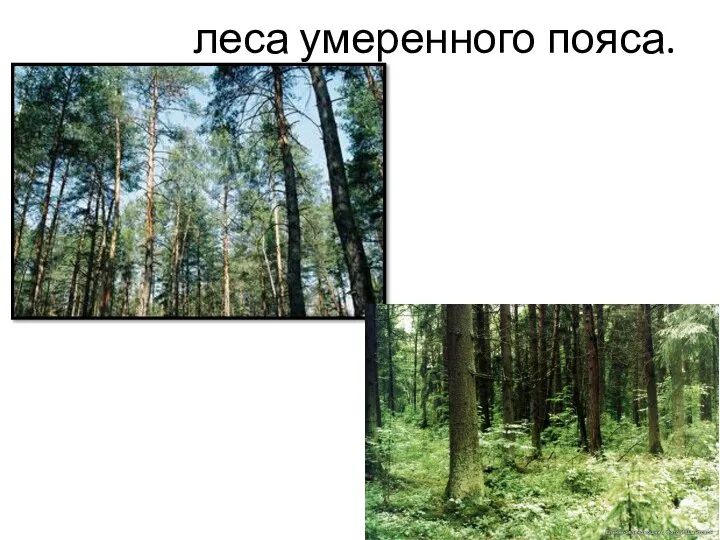 леса умеренного пояса.