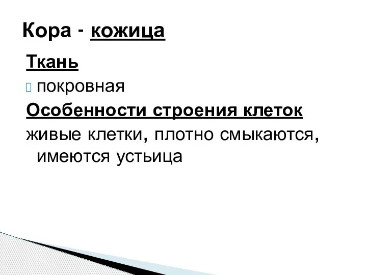 Ткань покровная Особенности строения клеток живые клетки, плотно смыкаются, имеются устьица Кора - кожица