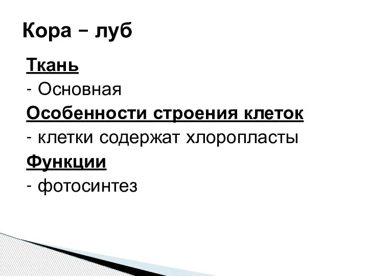 Ткань - Основная Особенности строения клеток - клетки содержат хлоропласты Функции - фотосинтез Кора – луб