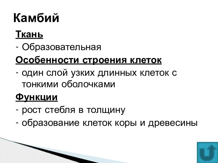 Ткань - Образовательная Особенности строения клеток - один слой узких длинных клеток