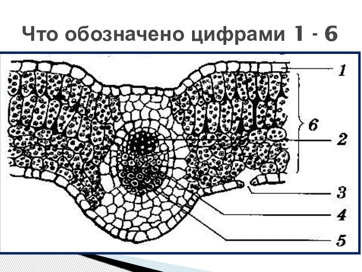 Что обозначено цифрами 1 - 6