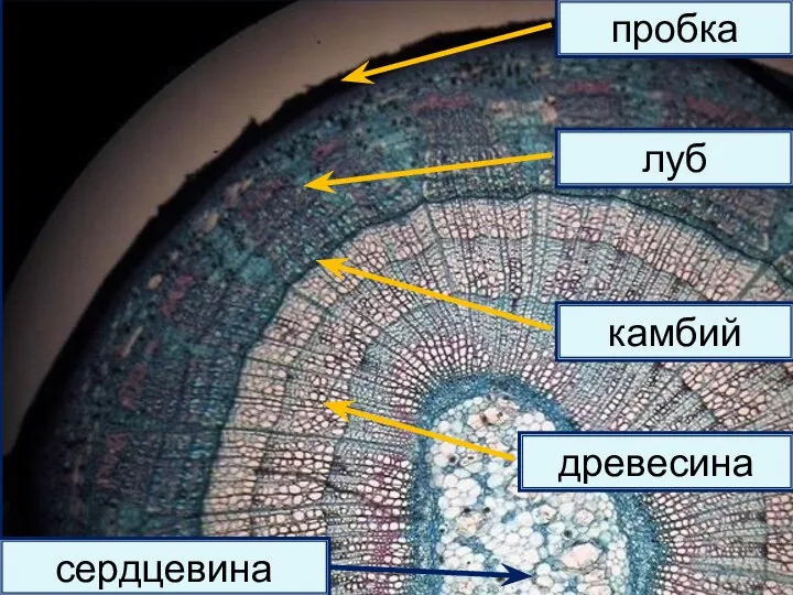 пробка луб камбий древесина сердцевина