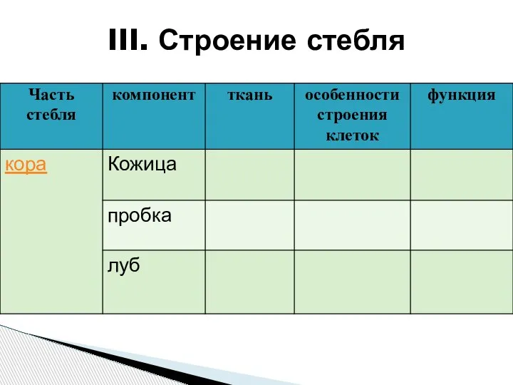 III. Строение стебля