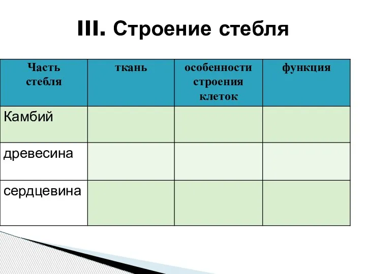 III. Строение стебля