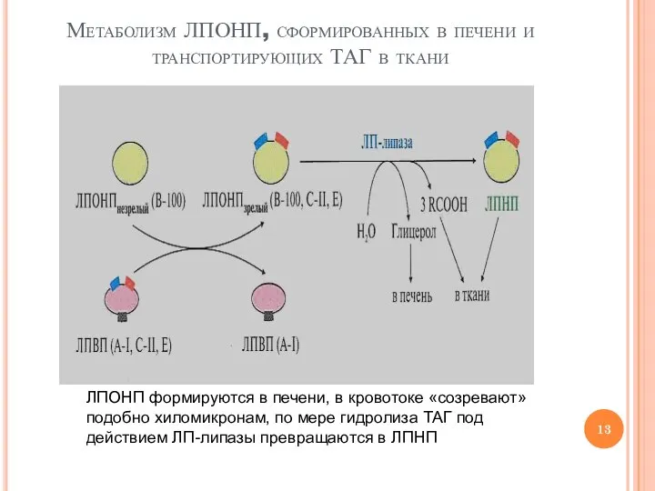 Метаболизм ЛПОНП, сформированных в печени и транспортирующих ТАГ в ткани ЛПОНП формируются