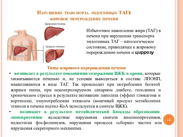 Нарушение транспорта эндогенных ТАГ: жировое перерождение печени Избыточное накопление жира (ТАГ) в