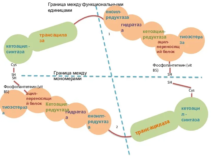 кетоацил - синтаза трансацилаза Граница между функциональными единицами Граница между мономерами Еноилт-