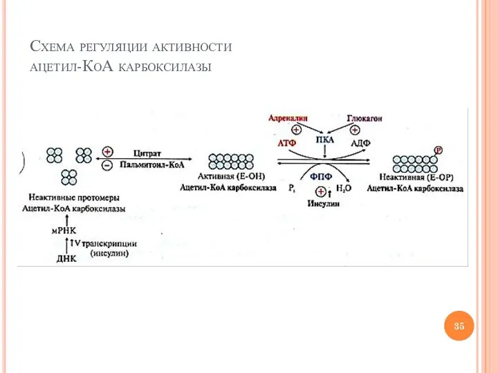 Схема регуляции активности ацетил-КоА карбоксилазы