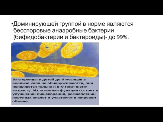 Доминирующей группой в норме являются бесспоровые анаэробные бактерии (бифидобактерии и бактероиды)- до 99%.