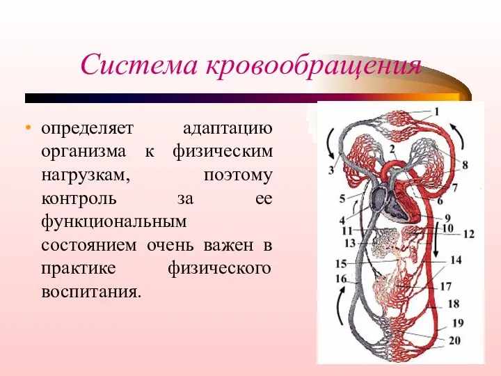 Система кровообращения определяет адаптацию организма к физическим нагрузкам, поэтому контроль за ее