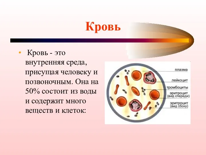 Кровь Кровь - это внутренняя среда, присущая человеку и позвоночным. Она на