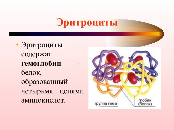 Эритроциты Эритроциты содержат гемоглобин - белок, образованный четырьмя цепями аминокислот.