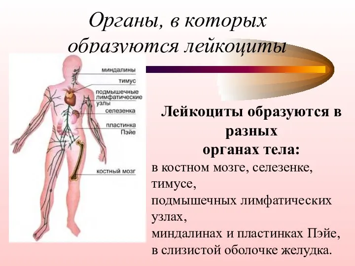 Органы, в которых образуются лейкоциты Лейкоциты образуются в разных органах тела: в