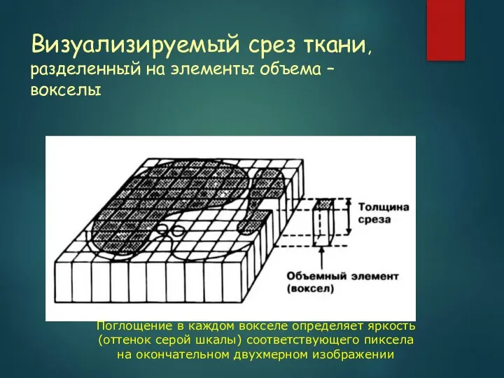 Визуализируемый срез ткани, разделенный на элементы объема – вокселы Поглощение в каждом