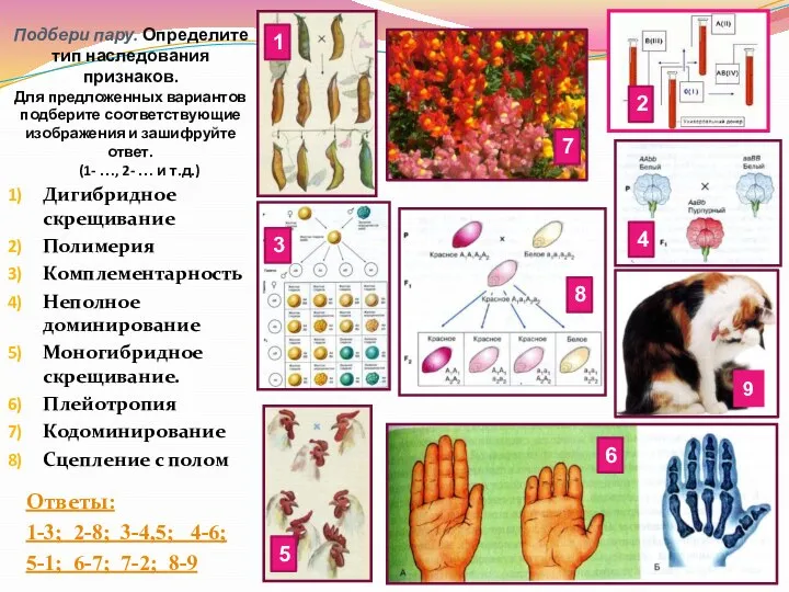 Подбери пару. Определите тип наследования признаков. Для предложенных вариантов подберите соответствующие изображения